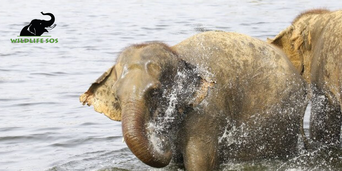 Water For Elephants – An Emma The Elephant Update